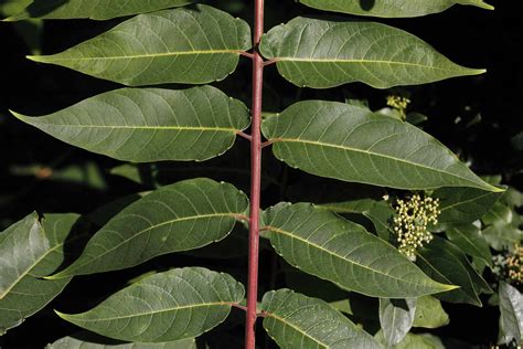 Identifying Trees With Pinnately Compound Leaves