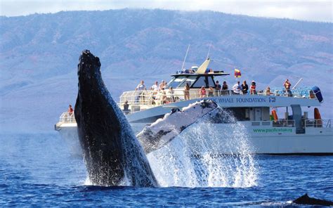 Best Maui Whale Watching Tours And Cruises - Hijinks