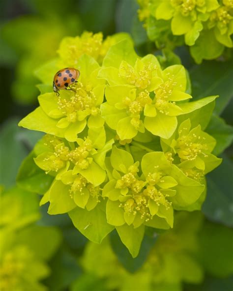 Euphorbia polychroma | Cushion Spurge | Green Barn Garden Center