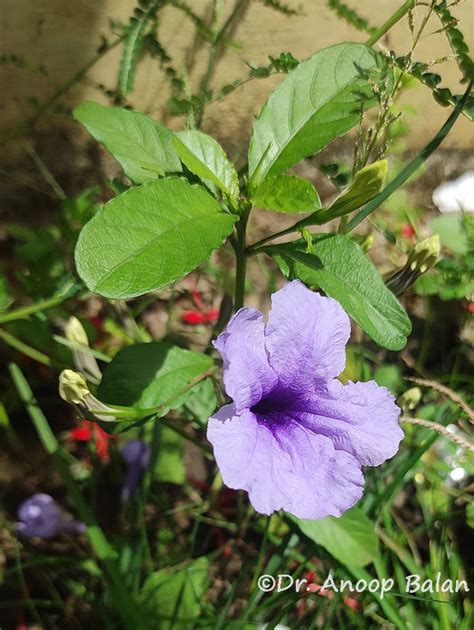 Ruellia tuberosa L. | Plants of the World Online | Kew Science