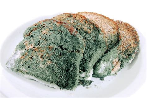 Slices Of Mouldy Bread Photograph by Cordelia Molloy/science Photo Library