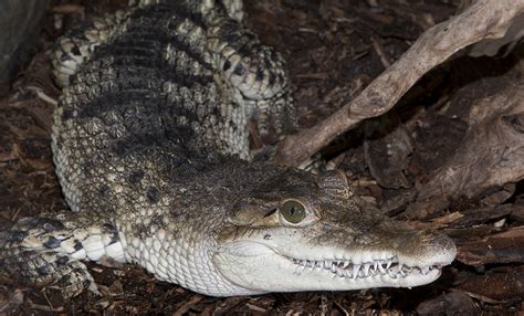 Philippine crocodile | Smithsonian's National Zoo and Conservation ...