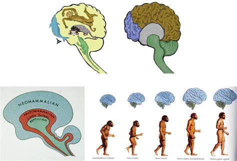 Evolution Of The Brain