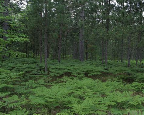 Free picture: seney, wilderness, refuge, Michigan