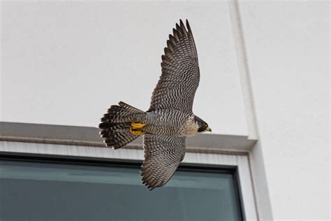 Peregrine Falcon Nesting Box | UP Health System - Marquette