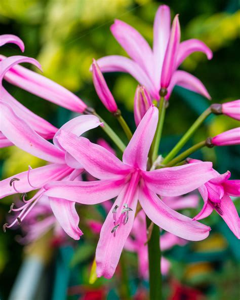 Nerine bowdenii Bulbs — Buy soft pink 'Guernsey Lilies' online at ...