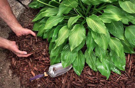 Five Tips to Protect Your Garden From the Summer Heat. - Hilton ...