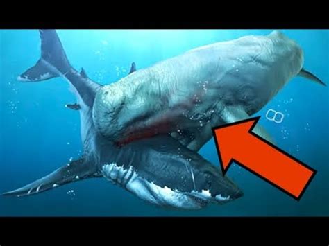 MEGALODON vs LIVYATAN: Who Would Win? - YouTube