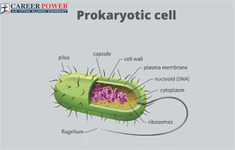 Prokaryotic Cell: Diagram, Definition and Examples