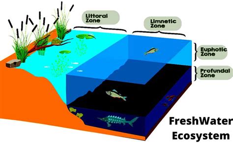 Freshwater Ecosystems