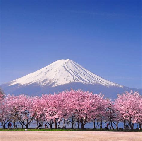 12 unusual things you didn’t know about Japanese cherry blossom ...