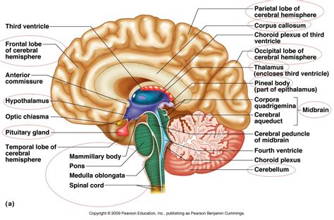 Pin by Neurodivergent Rising on Brain anatomy in 2022 | Brain diagram ...