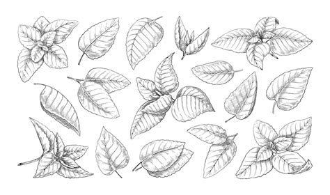 Mint Leave Vector Art PNG, Mint Leaves Sketch Leaf Plant, Plant ...