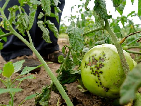 Early Blight on Tomato Plants