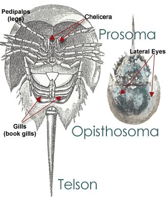 male abdomen diagram labeled