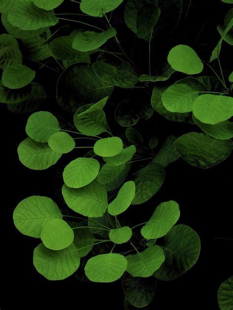 Green Leaves On A Black Background by Michael Duva