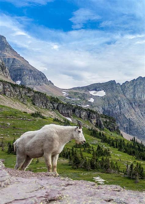 Wildlife of Glacier National Park: 6 Iconic Species