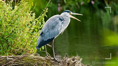 Bird Photography: 10 Tips for AMAZING Photos - iPhotography