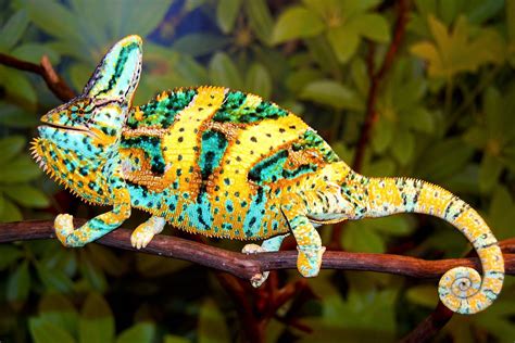 Pin by Lotusbluelight on The Colors of Nature | Veiled chameleon ...