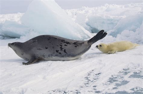 What Foods Do Harp Seals Eat? | Sciencing