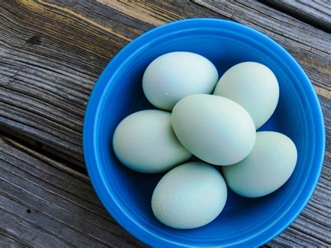 Raising Araucana Chickens: Blue Chicken-Egg Layers