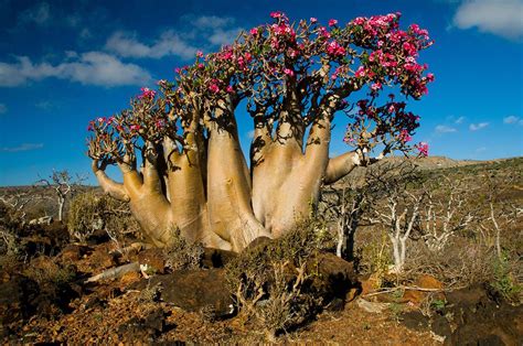 The Alien Beauty of Socotra Island | Socotra, Desert rose, Adenium