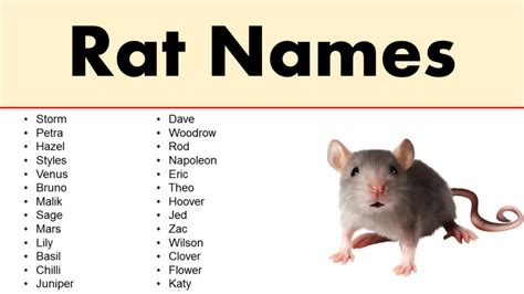 Good Names for a Sheep - Naming Ideas - GrammarVocab