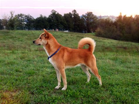 Canaan Dog Breeders in the USA with Puppies for Sale | PuppyHero