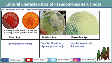 Pseudomonas Aeruginosa In Urine Culture