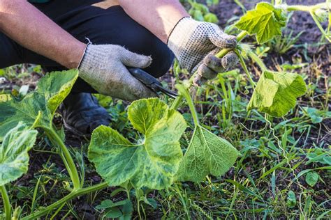 Pumpkin plant care: how to care for pumpkins - Plantura