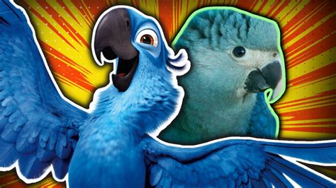 Blue Cockatoo Rio