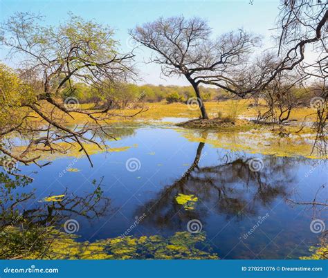 Landscape of marshy land stock photo. Image of tourism - 270221076