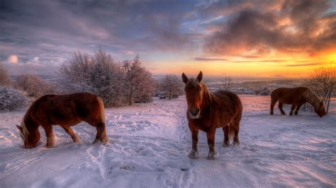 Snow Horses – Bing Wallpaper Download