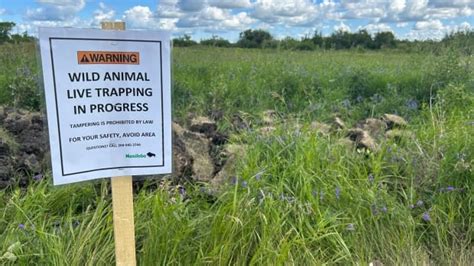 2nd coyote killed in North Kildonan area following recent attacks | CBC ...