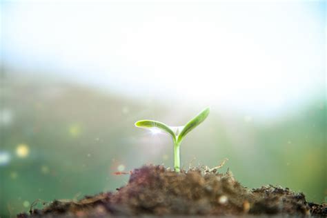 1000+ Seedling Pictures | Download Free Images on Unsplash