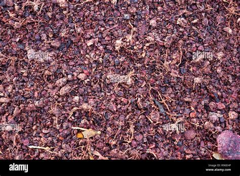 Pomace hi-res stock photography and images - Alamy