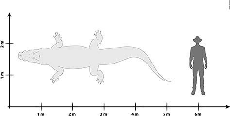 'Swamp king' prehistoric crocodile identified in Australia - CNN