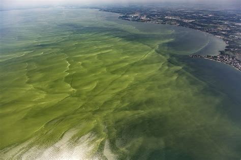 A Growing Epidemic of Toxic Algal Blooms | Great Lakes Now