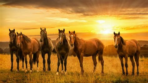 Horses in the sunset wallpaper - backiee