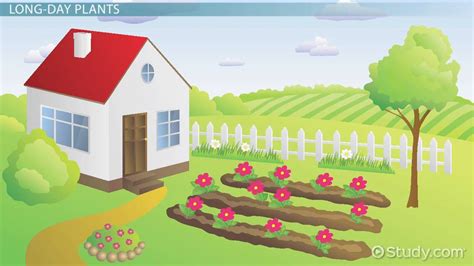 Photoperiodism Definition, Long-Day Plants & Examples - Lesson | Study.com