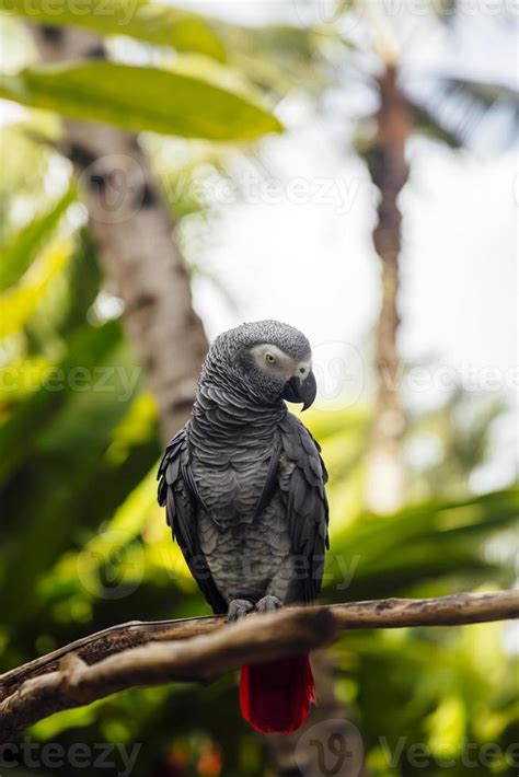 Grey parrot in the forest 14908471 Stock Photo at Vecteezy