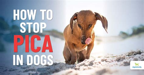 Pica In Dogs: Causes And Solutions - Dogs Naturally