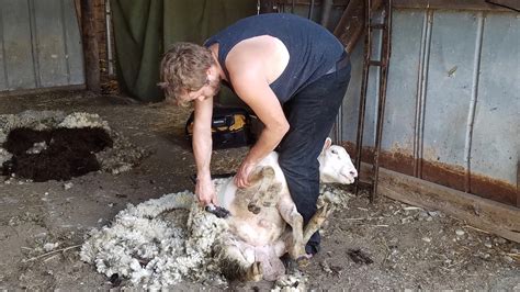 Food, Farm, and Sustainability » Sheep shearing at the farm