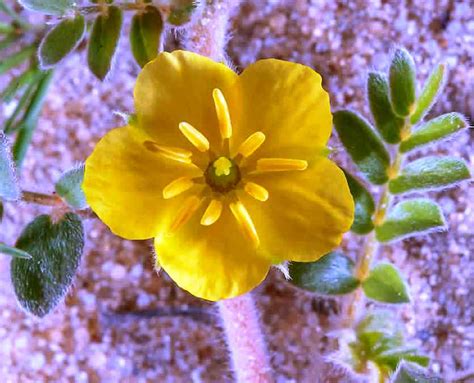 National Flower of United Arab Emirates