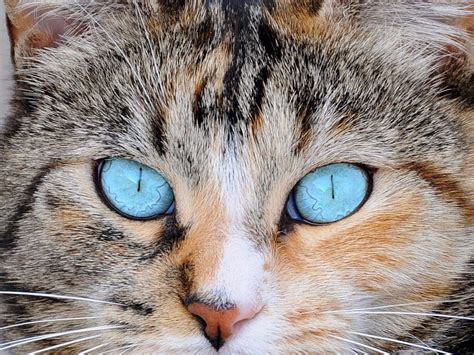 Why cats have vertical eye pupils - Business Insider