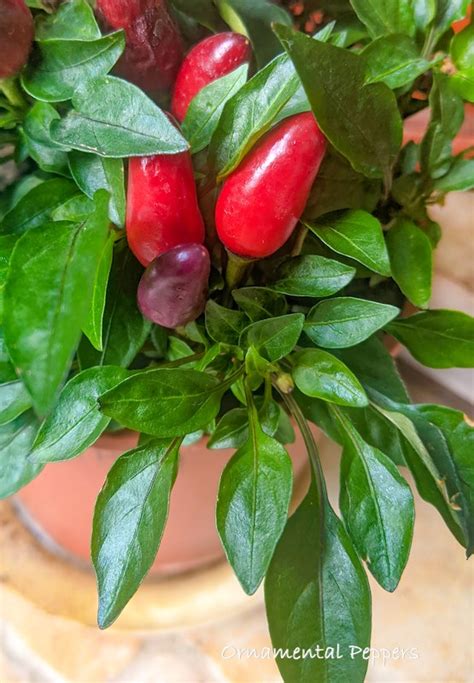 Ornamental Pepper Plant Care - How to Grow Capsicum annuum