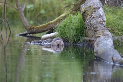 Premium Photo | Wild european beaver in the beautiful nature habitat in ...