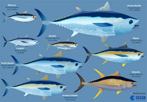 The Big Tunas | Smithsonian Ocean