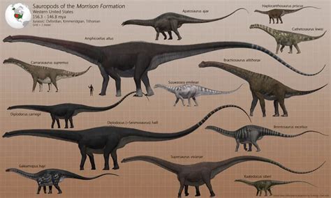 Barosaurus - Facts and Pictures