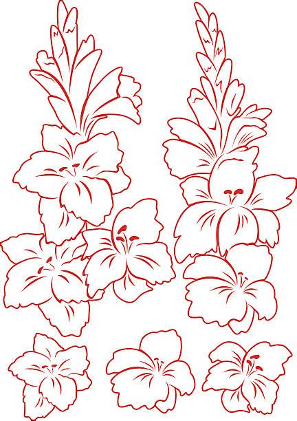 Royalty Free Gladiolus Clip Art, Vector Images & Illustrations - iStock